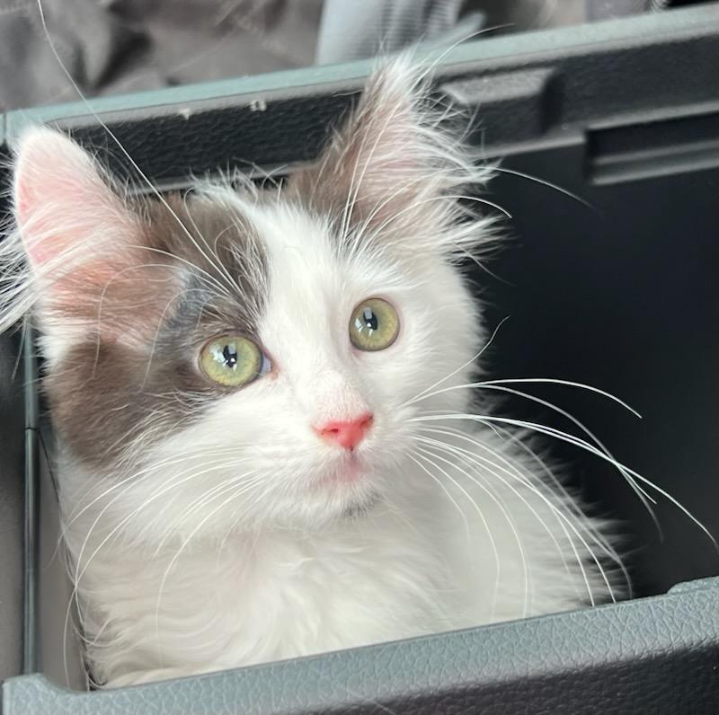Enlarge Sundae, an adopted Domestic Long Hair in Mt Pleasant, SC image 1/6