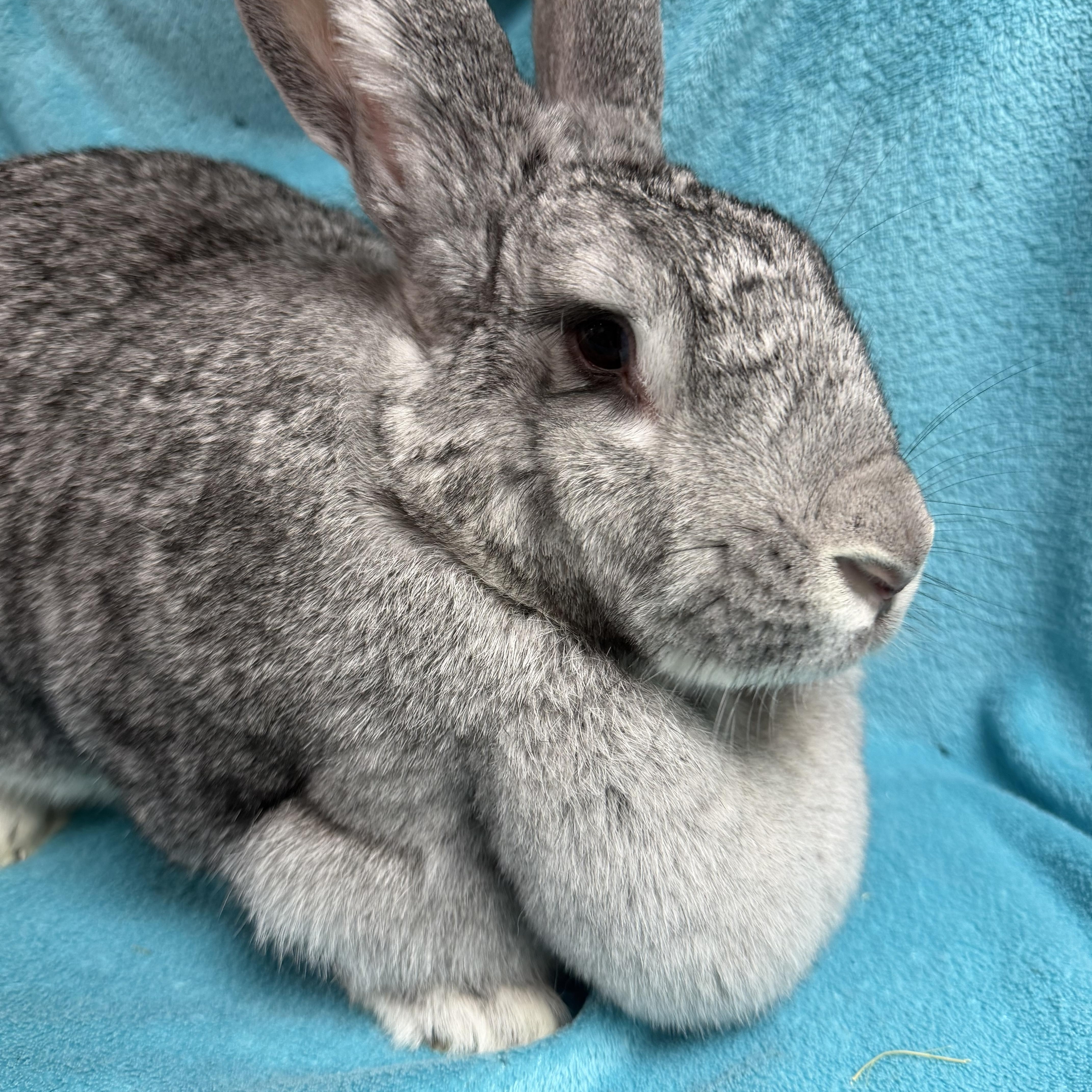 Zelda, an adopted Flemish Giant in Edinburg, PA image 5/6