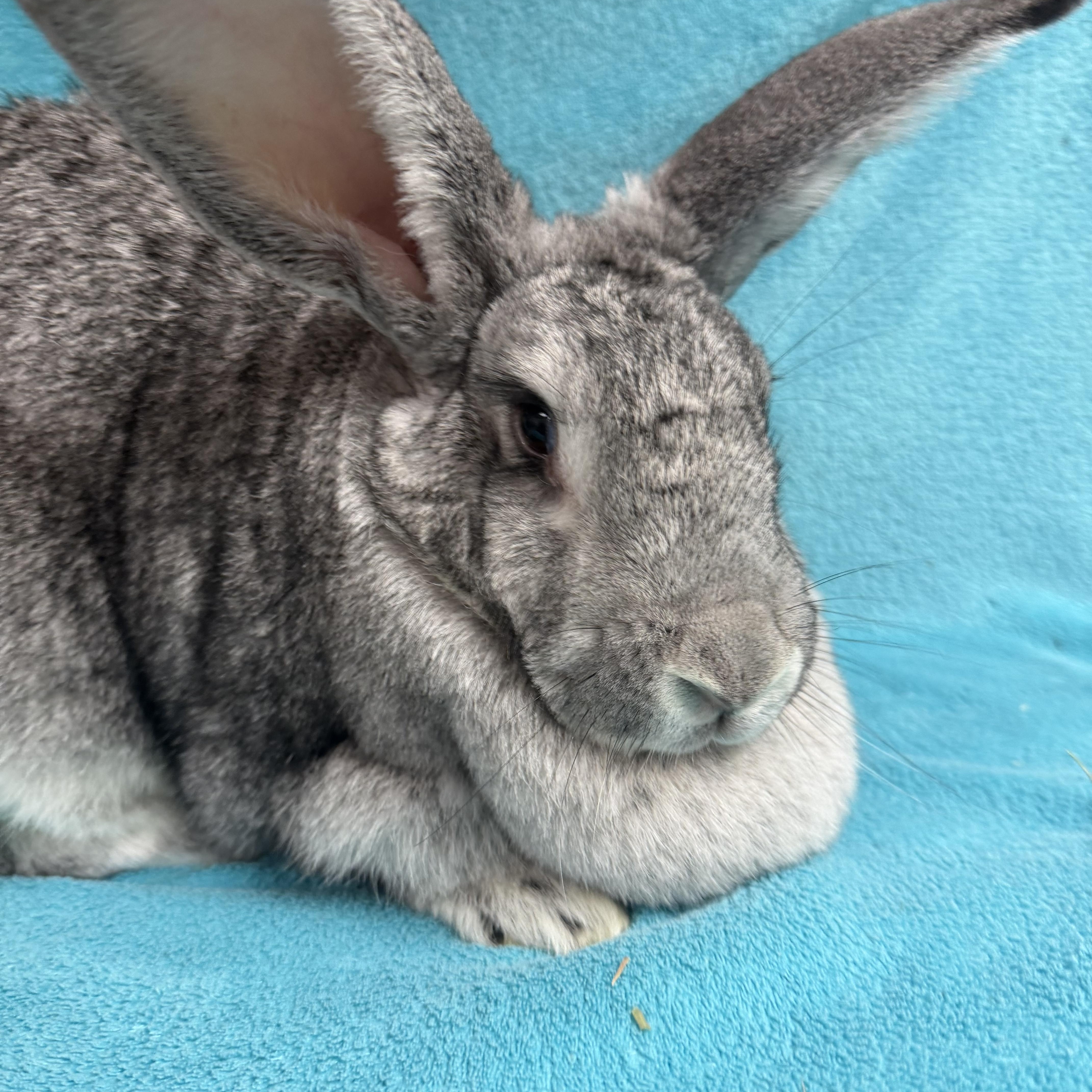 Zelda, an adopted Flemish Giant in Edinburg, PA image 3/6