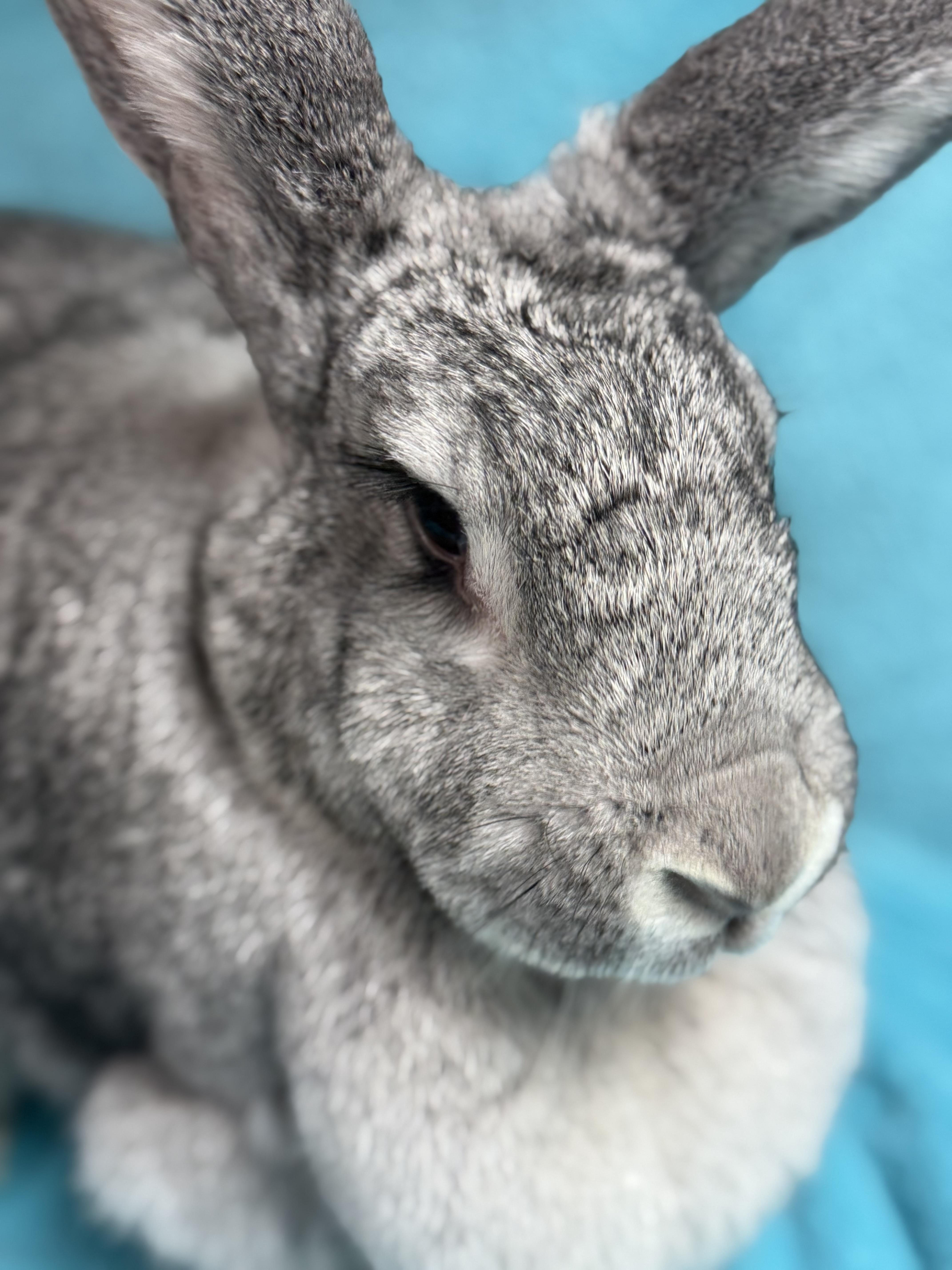 Zelda, an adopted Flemish Giant in Edinburg, PA image 4/6