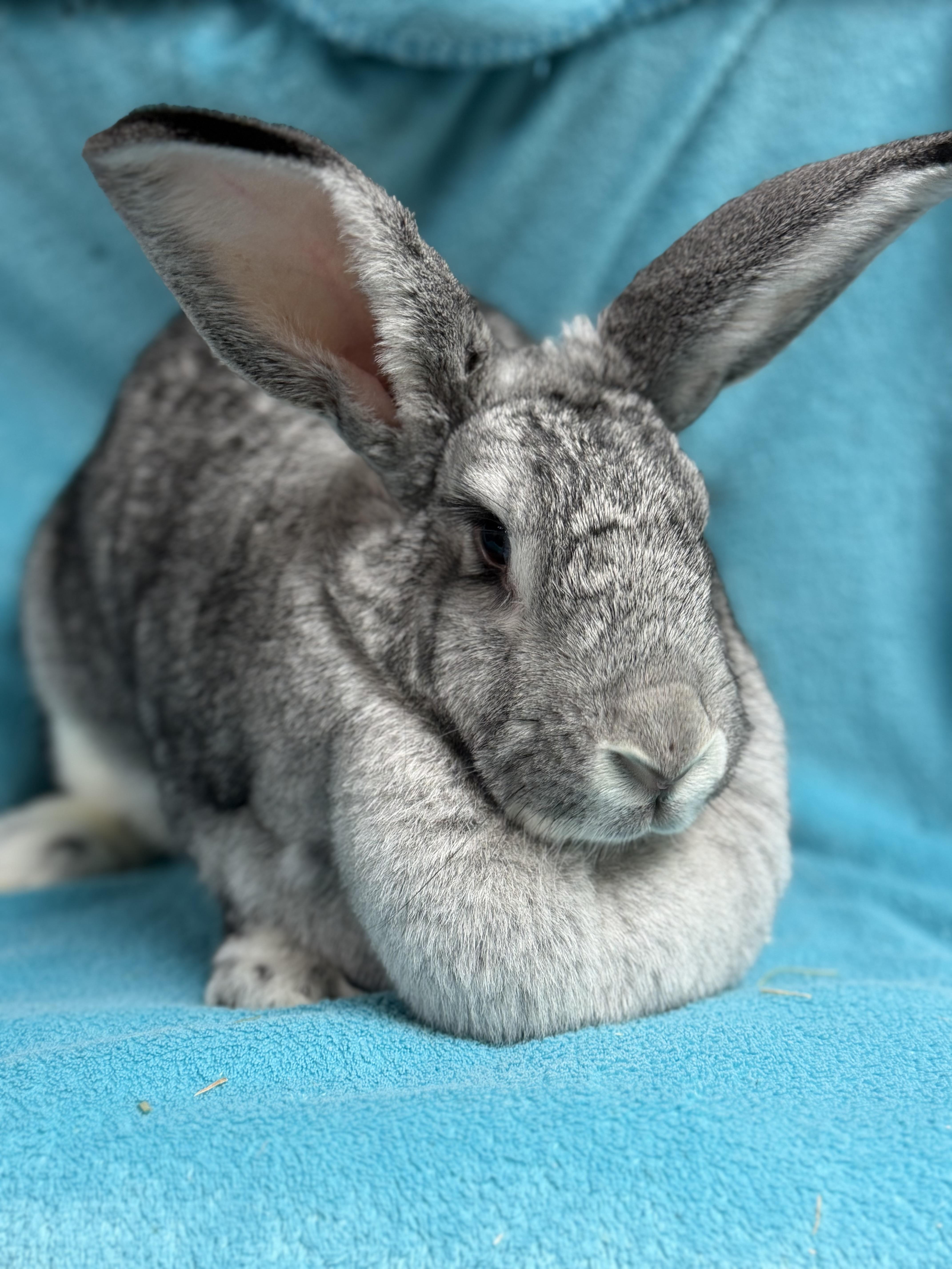 Zelda, an adopted Flemish Giant in Edinburg, PA image 1/6