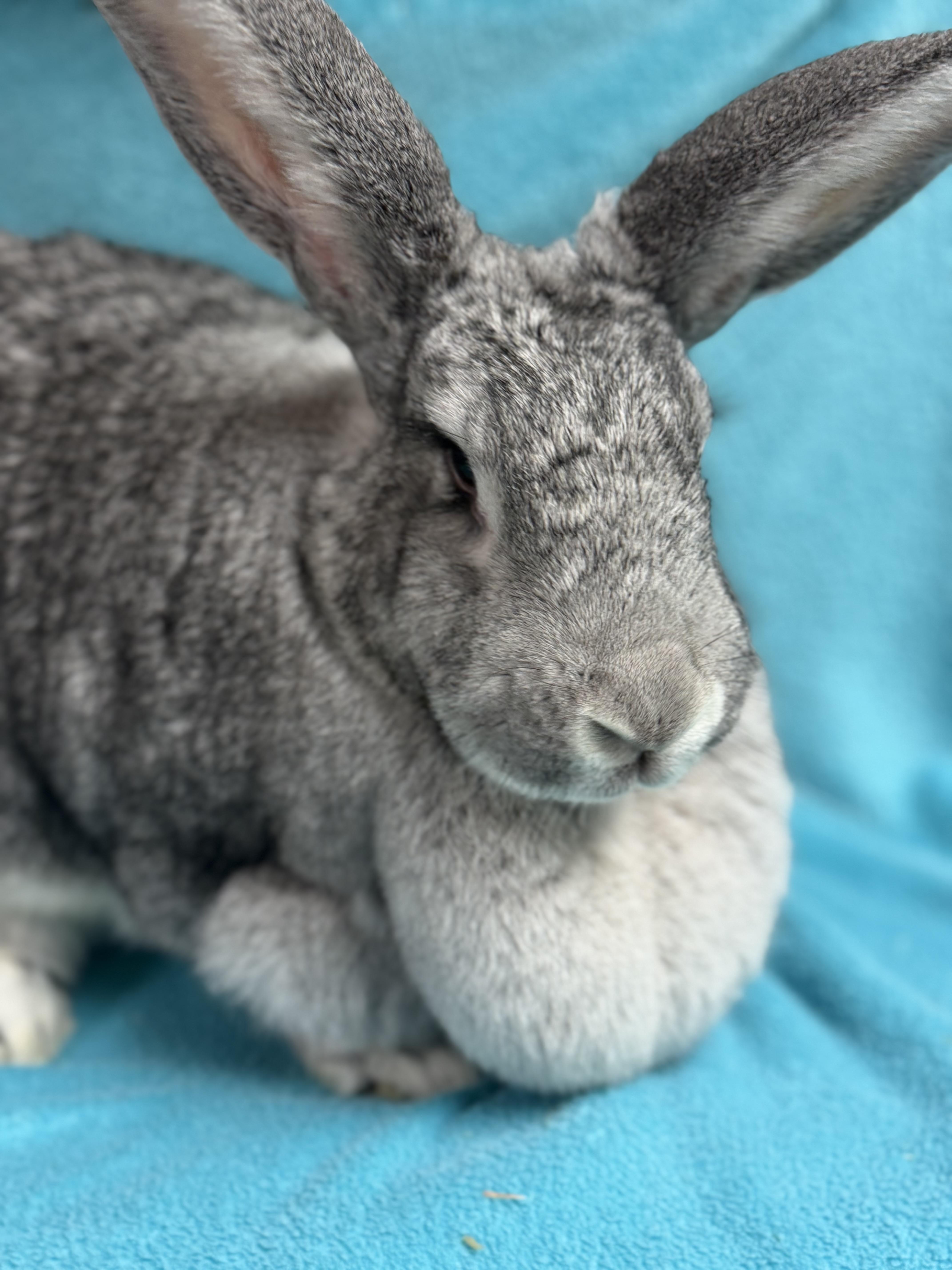 Zelda, an adopted Flemish Giant in Edinburg, PA image 6/6