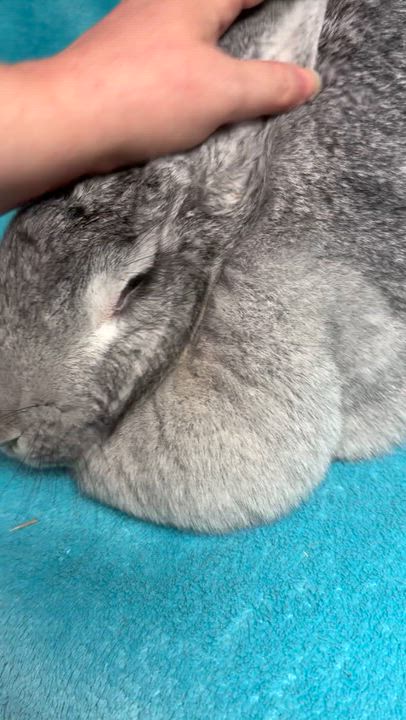 Enlarge Zelda, an adopted Flemish Giant in Edinburg, PA video 2/6