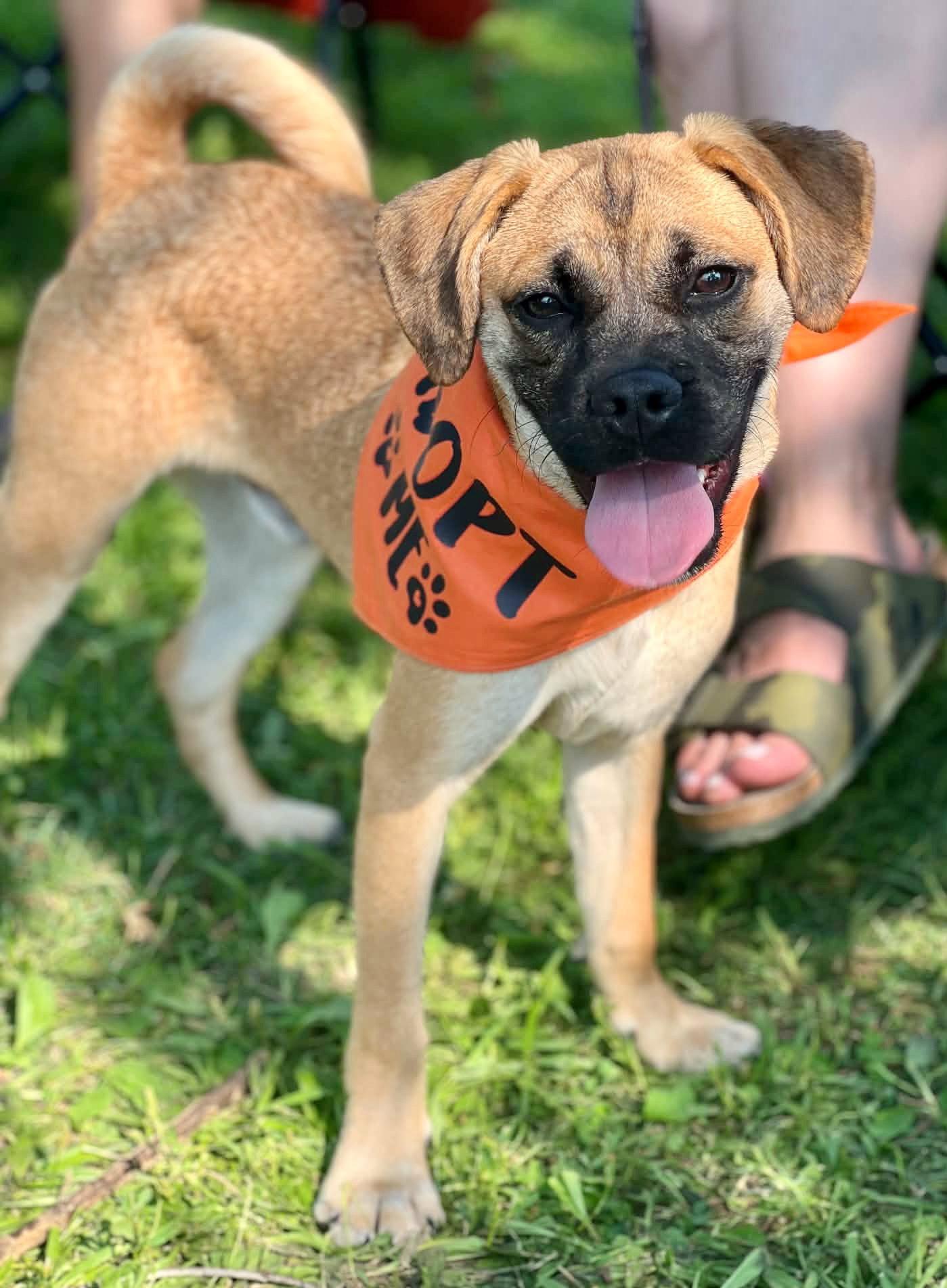 Linden, Adoptable, Puppy Male Pug & Boxer.