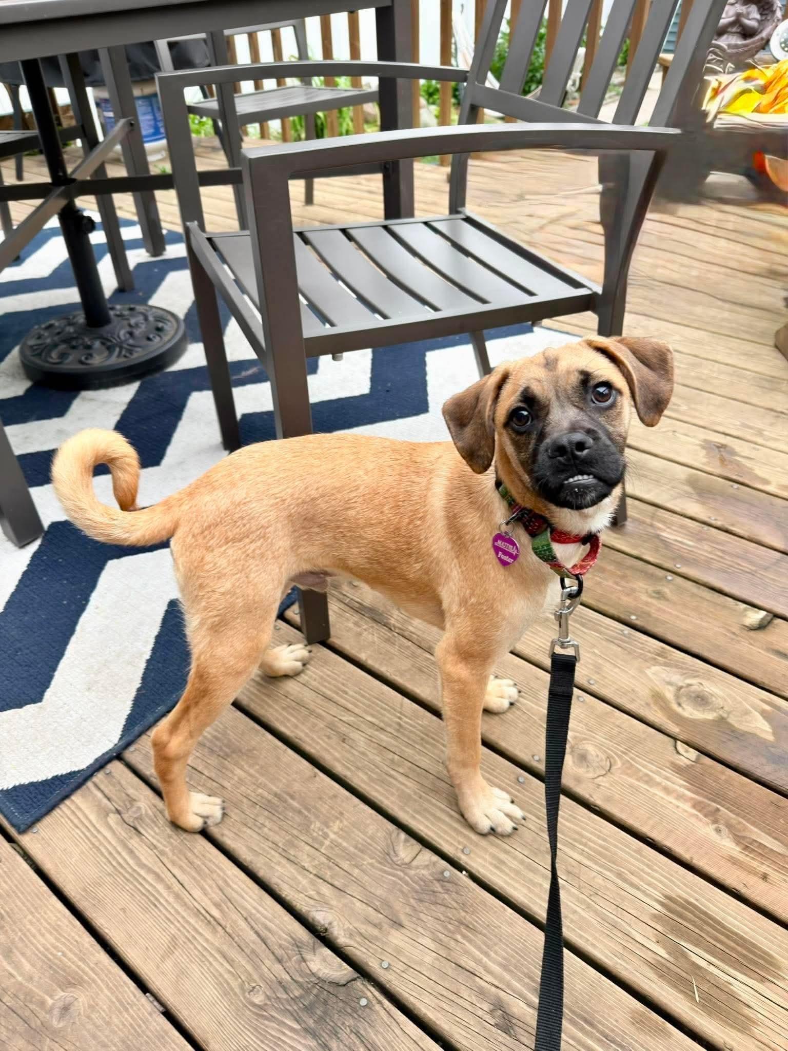 Linden, a Adoptable mixed breed in Minneapolis, MN image 2/3