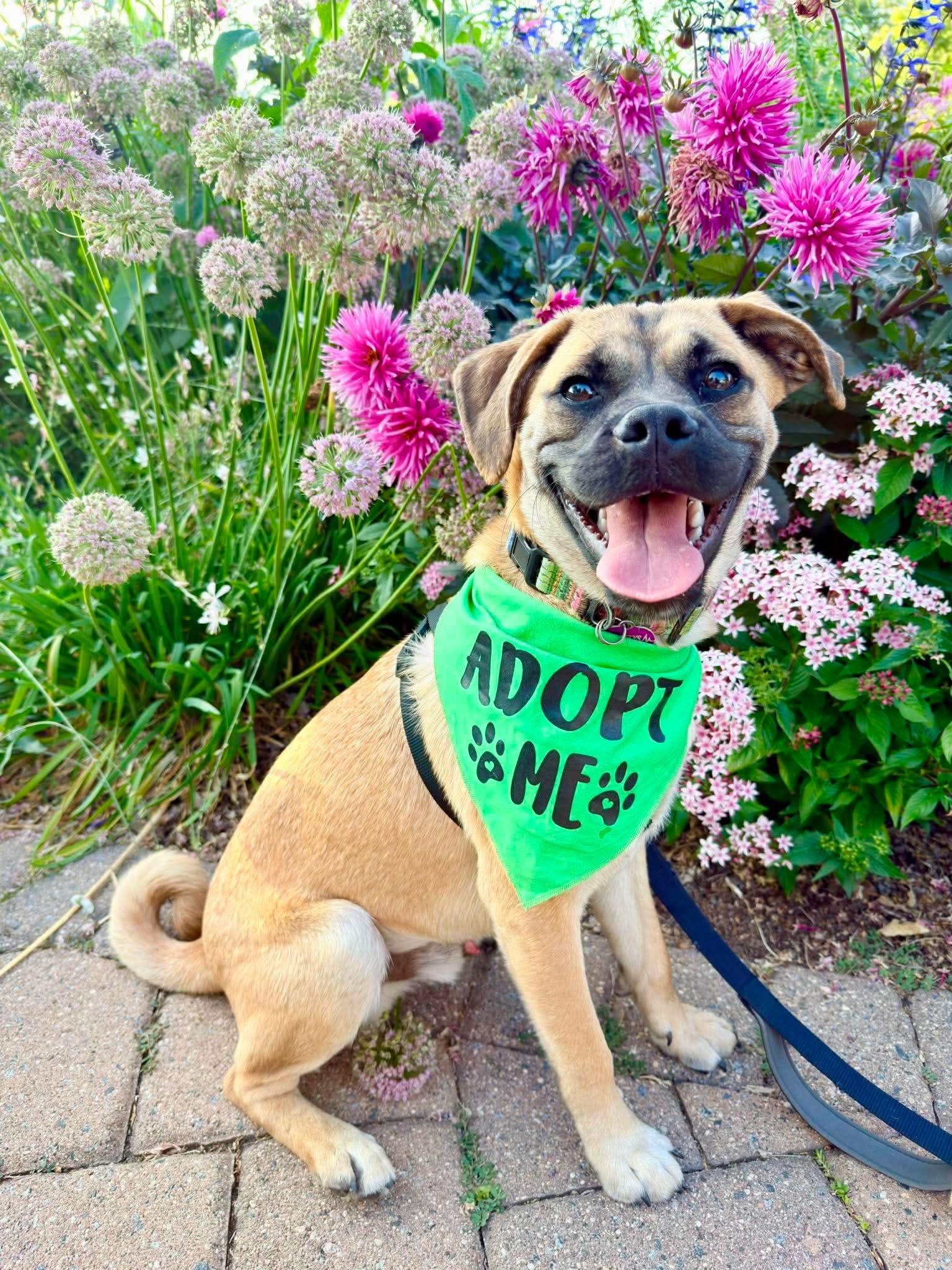 Enlarge Linden, a Adoptable mixed breed in Minneapolis, MN image 2/3