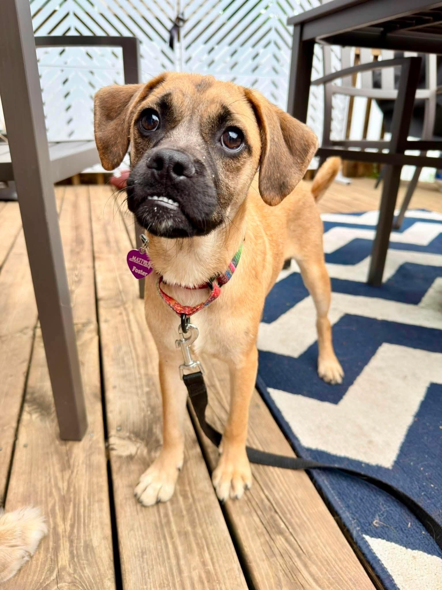 Linden, a Adoptable mixed breed in Minneapolis, MN image 3/3