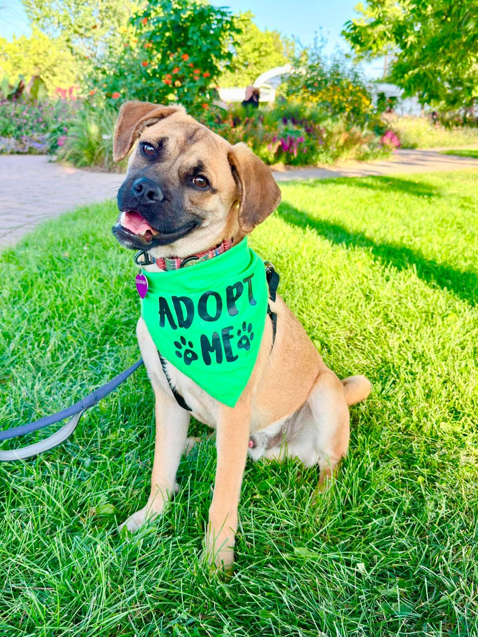 Enlarge Linden, a Adoptable mixed breed in Minneapolis, MN image 3/3