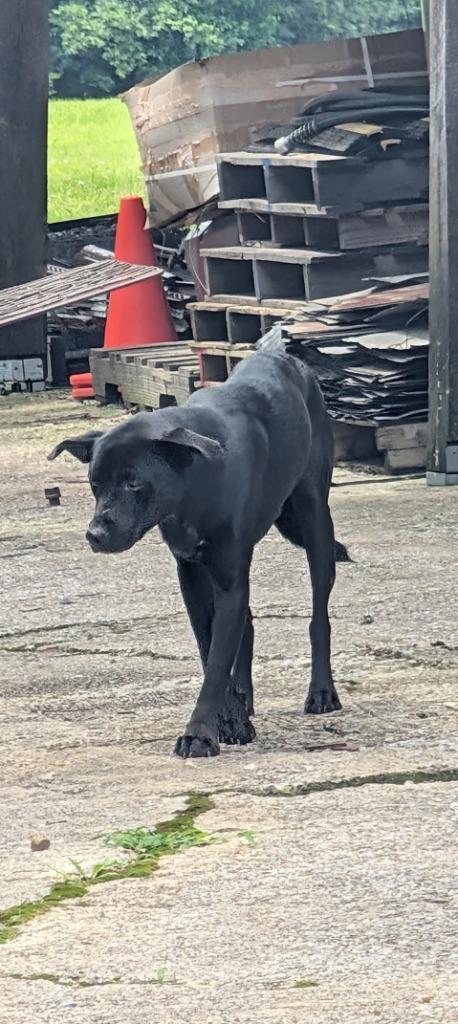Enlarge Brodie, a Adoptable mixed breed in Shelbyville, TN image 1/1