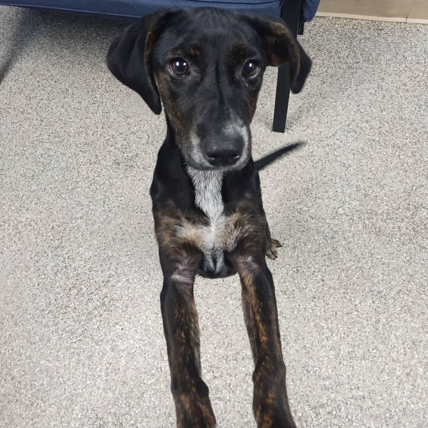 Enlarge Jenni, a Adopted mixed breed in Killingworth, CT image 4/5