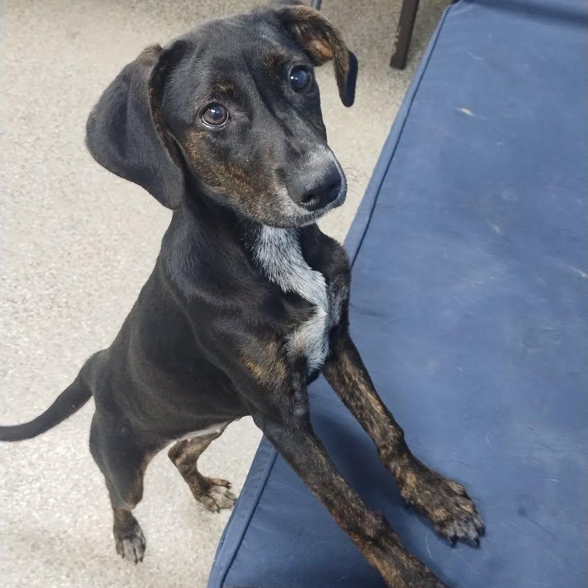 Enlarge Jenni, a Adopted mixed breed in Killingworth, CT image 2/5