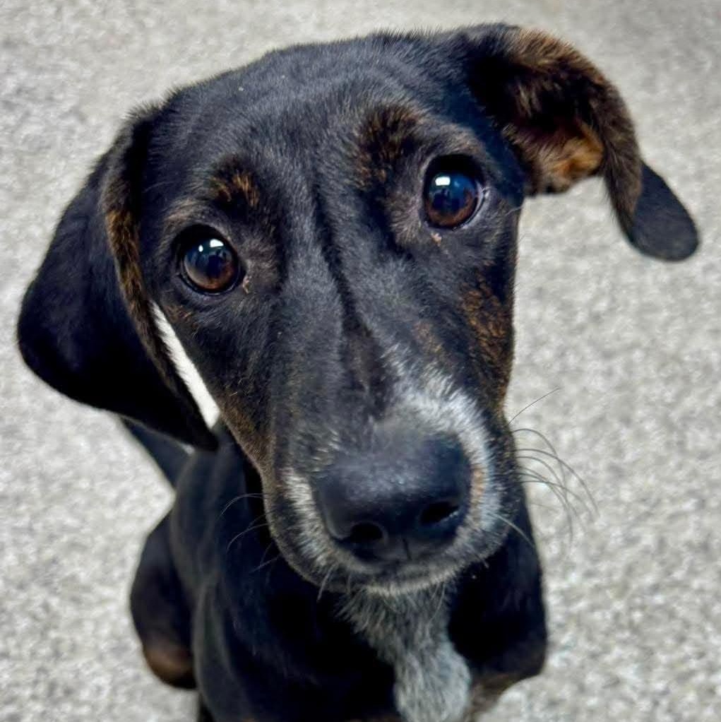 Jenni, Adopted, Puppy Female Dachshund & Plott Hound.