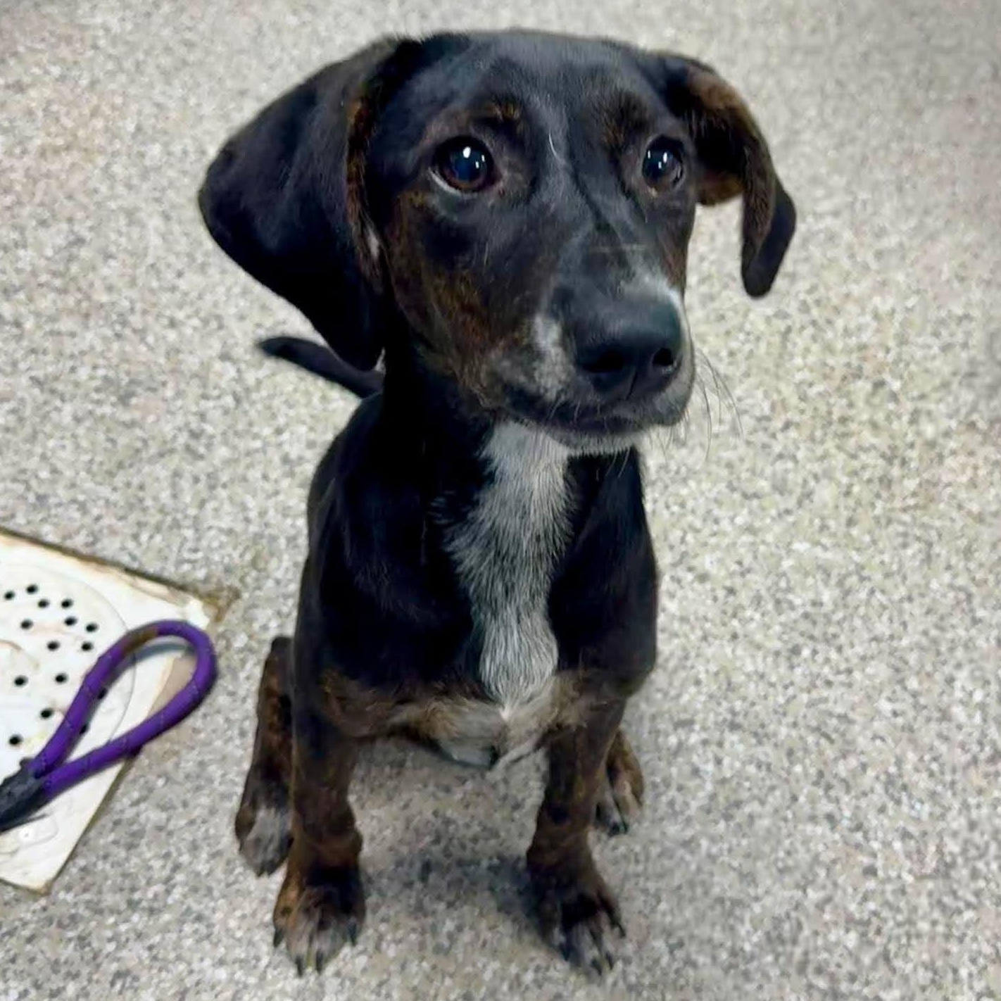 Enlarge Jenni, a Adopted mixed breed in Killingworth, CT image 3/5