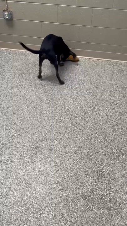 Enlarge Jenni, a Adopted mixed breed in Killingworth, CT video 5/5