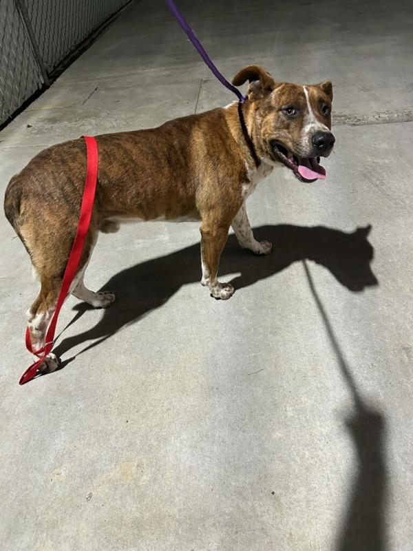 Remington, Adoptable, Adult Male American Staffordshire Terrier.