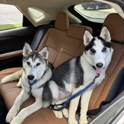 Enlarge PANDA *, a Adoptable Siberian Husky in San Juan Capistrano, CA image 2/3
