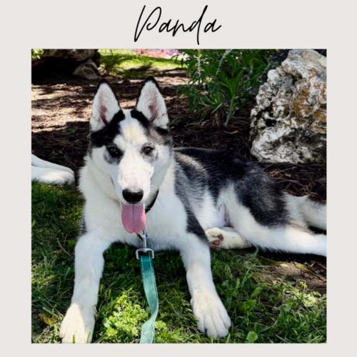 Enlarge PANDA *, a Adoptable Siberian Husky in San Juan Capistrano, CA image 1/3