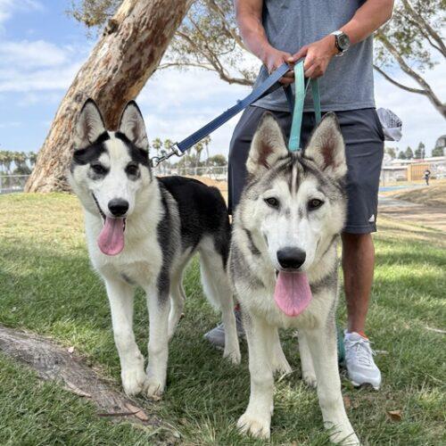 Enlarge PANDA *, a Adoptable Siberian Husky in San Juan Capistrano, CA image 3/3
