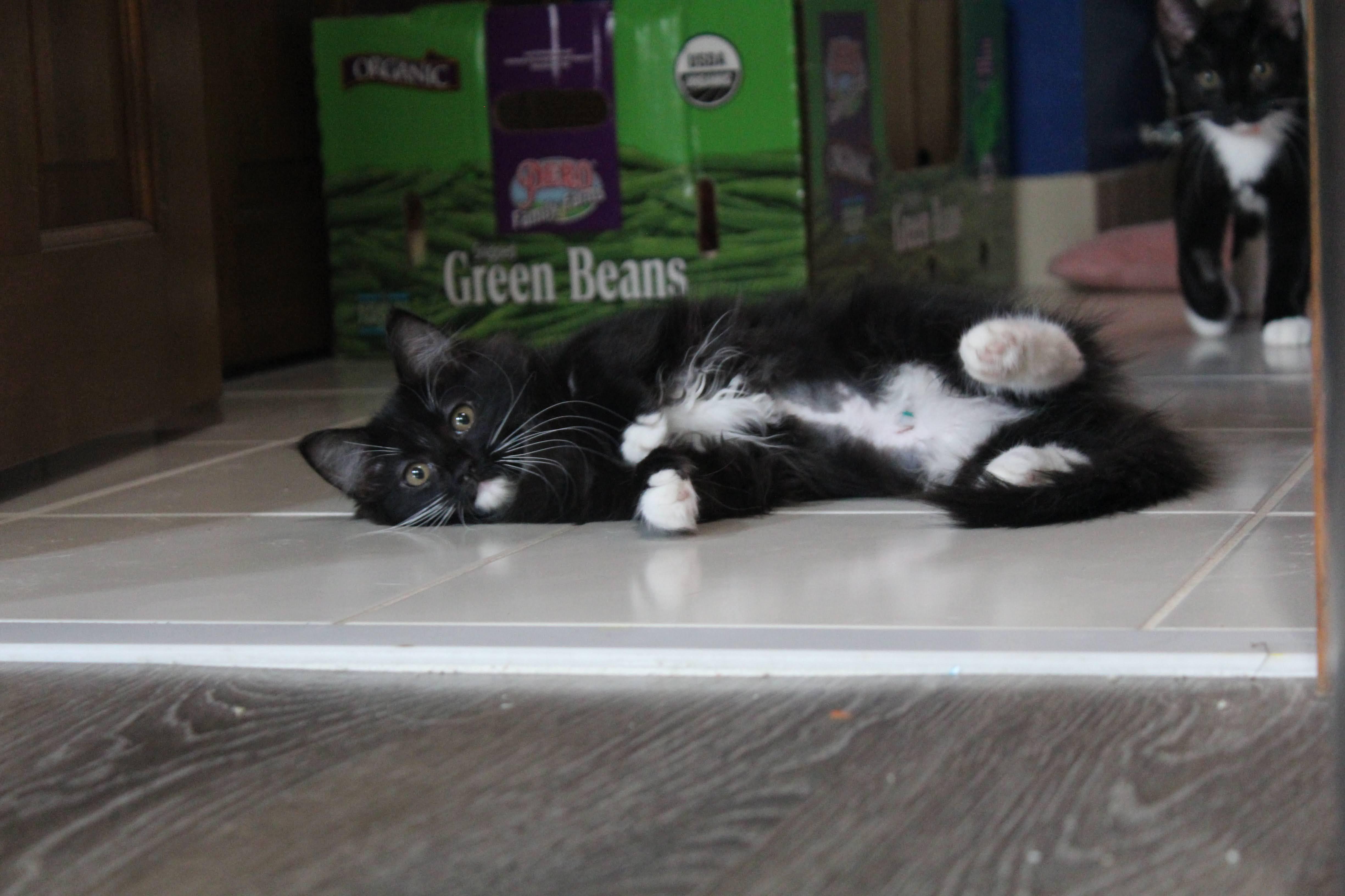 Lizzy, Adoptable, Kitten Female Domestic Medium Hair.