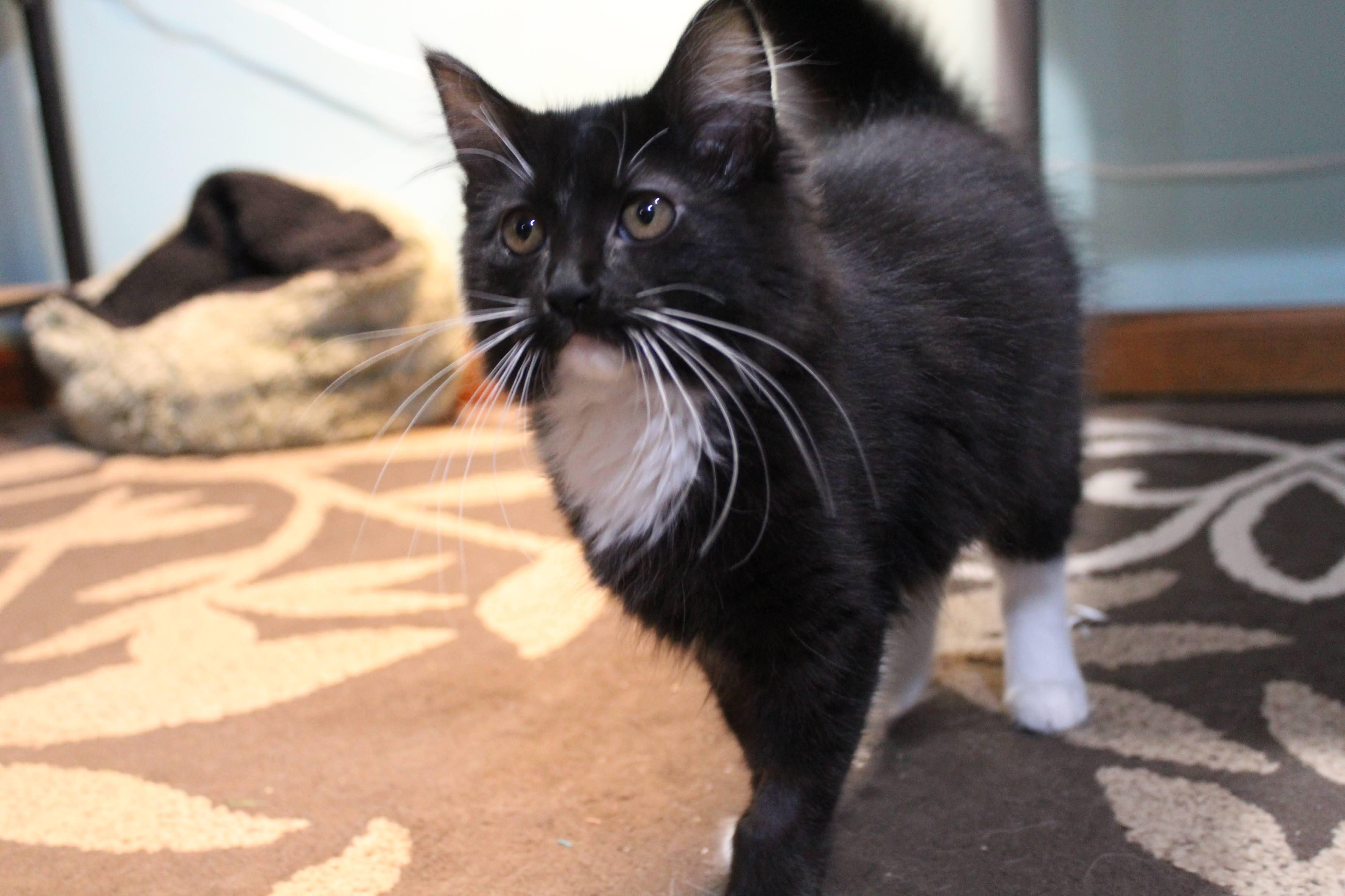 Enlarge Lizzy, a Adoptable Domestic Medium Hair in Apple Valley, MN image 2/3