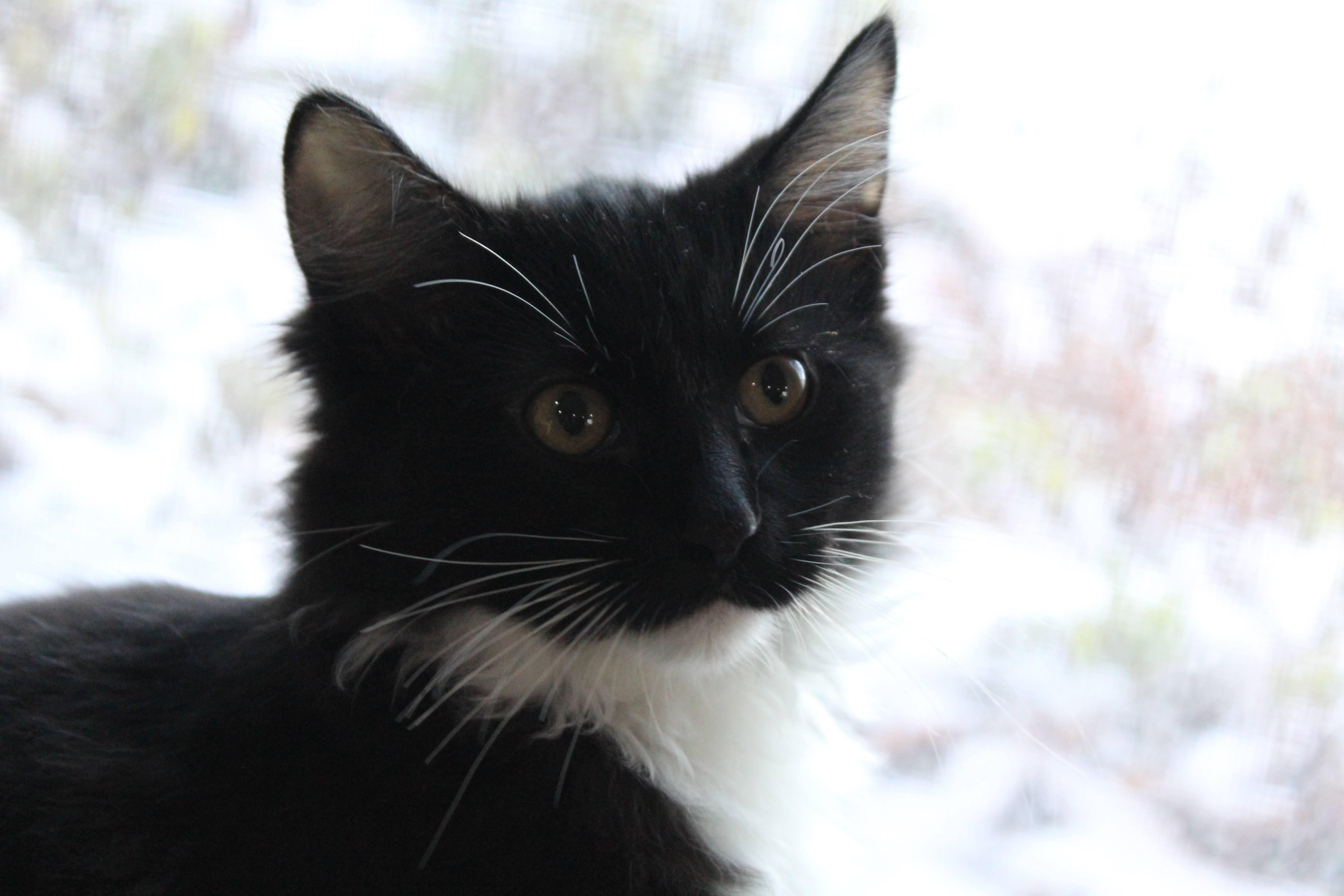 Enlarge Lizzy, a Adoptable Domestic Medium Hair in Apple Valley, MN image 3/3