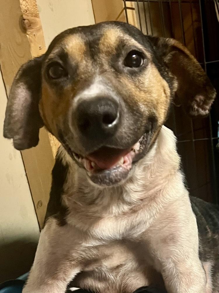 Enlarge DALLY, a Adoptable mixed breed in Milton, GA image 1/6