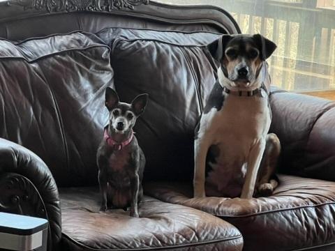 Enlarge DALLY, a Adoptable mixed breed in Milton, GA image 2/6