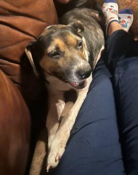 Enlarge DALLY, a Adoptable mixed breed in Milton, GA image 3/6