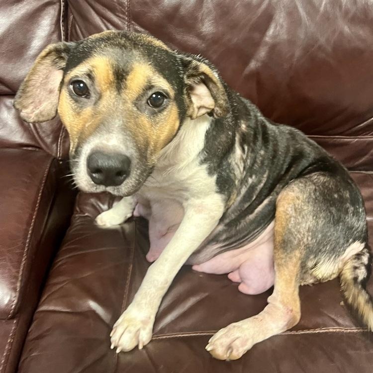 DALLY, Adoptable, Adult Female Pointer & Beagle.