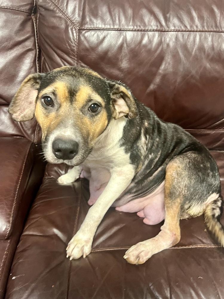 Enlarge DALLY, a Adoptable mixed breed in Milton, GA image 4/6