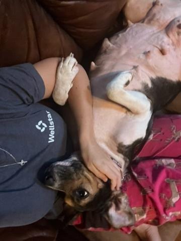 Enlarge DALLY, a Adoptable mixed breed in Milton, GA image 5/6