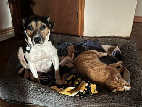 Enlarge DALLY, a Adoptable mixed breed in Milton, GA image 6/6