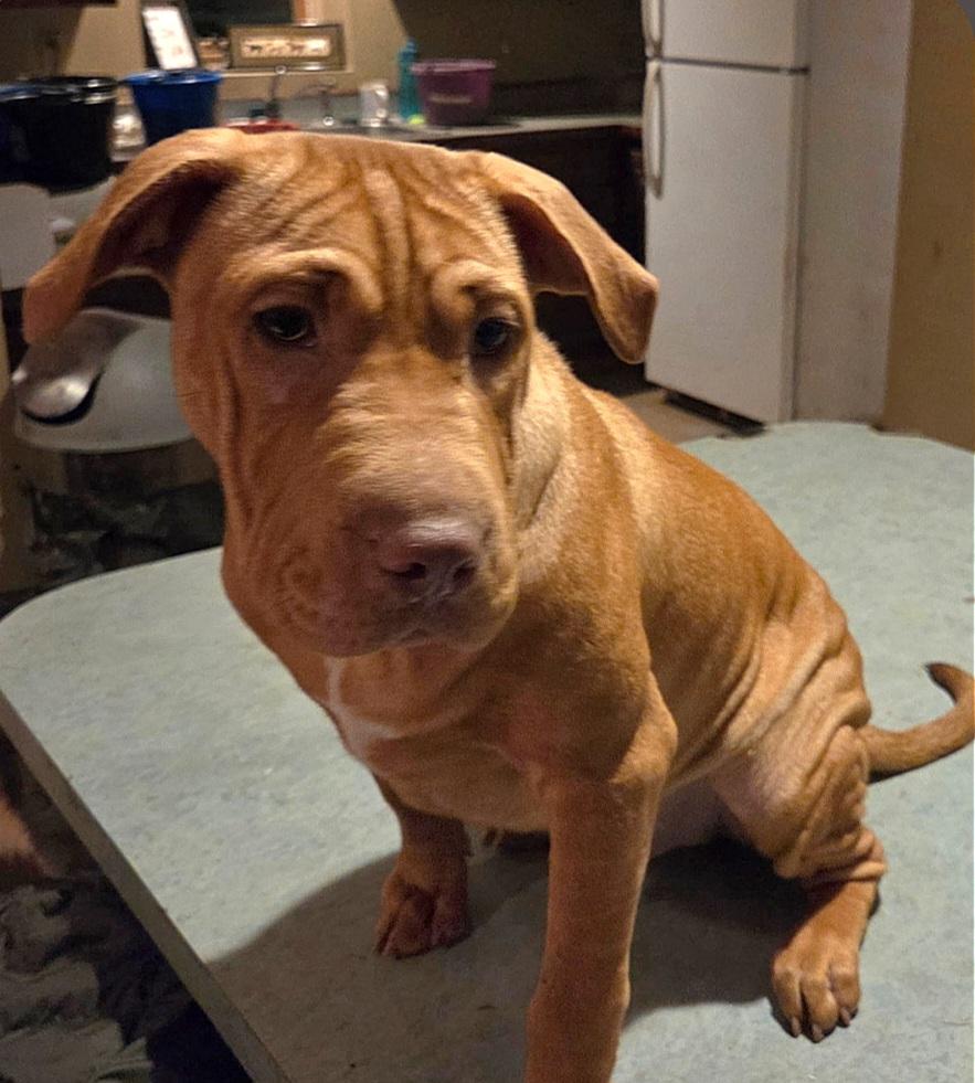 Dusty, ADOPTABLE, Puppy Male Shar-Pei & Labrador Retriever.