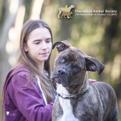 90290a Happy Banjo, Adoptable, Adult Male Staffordshire Bull Terrier & Mixed Breed.