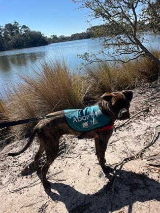 Enlarge 90290a Happy Banjo - VIP, a Adoptable mixed breed in North Charleston, SC image 1/3