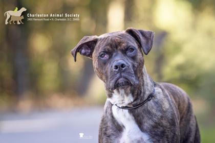 Enlarge 90290a Happy Banjo, a Adoptable mixed breed in North Charleston, SC image 2/3