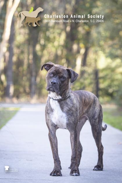 Enlarge 90290a Happy Banjo, a Adoptable mixed breed in North Charleston, SC image 3/3
