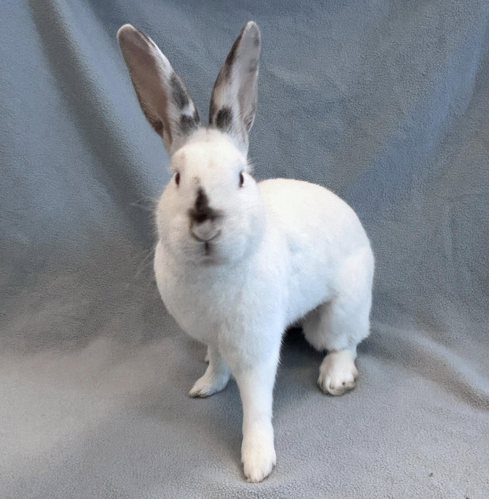 Enlarge Snow Drop, a Adoptable New Zealand in Burlingame, CA image 1/1
