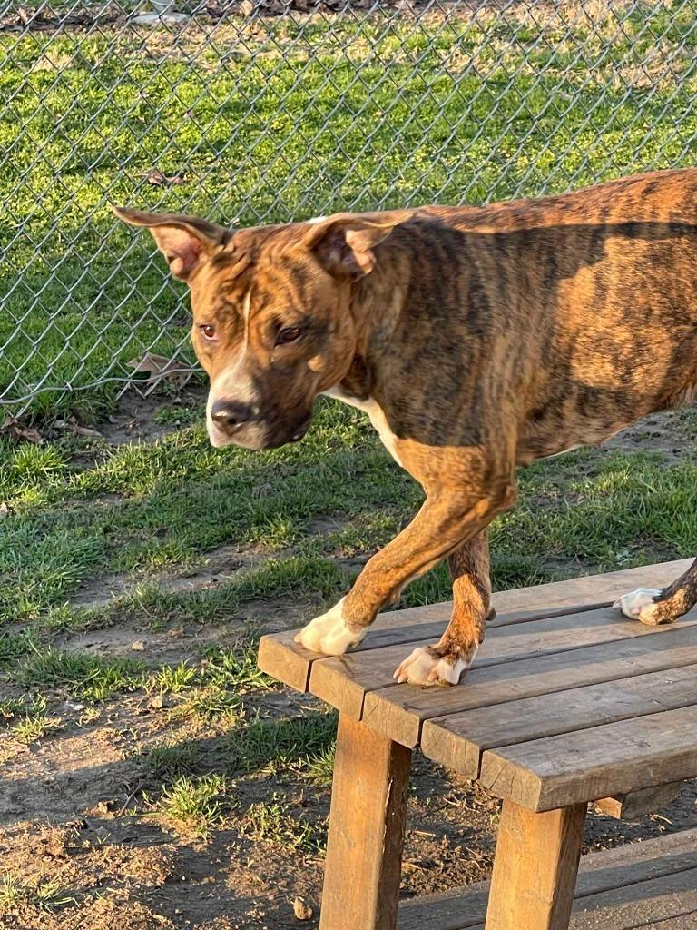 Zinnia, Adoptable, Adult Female Terrier.