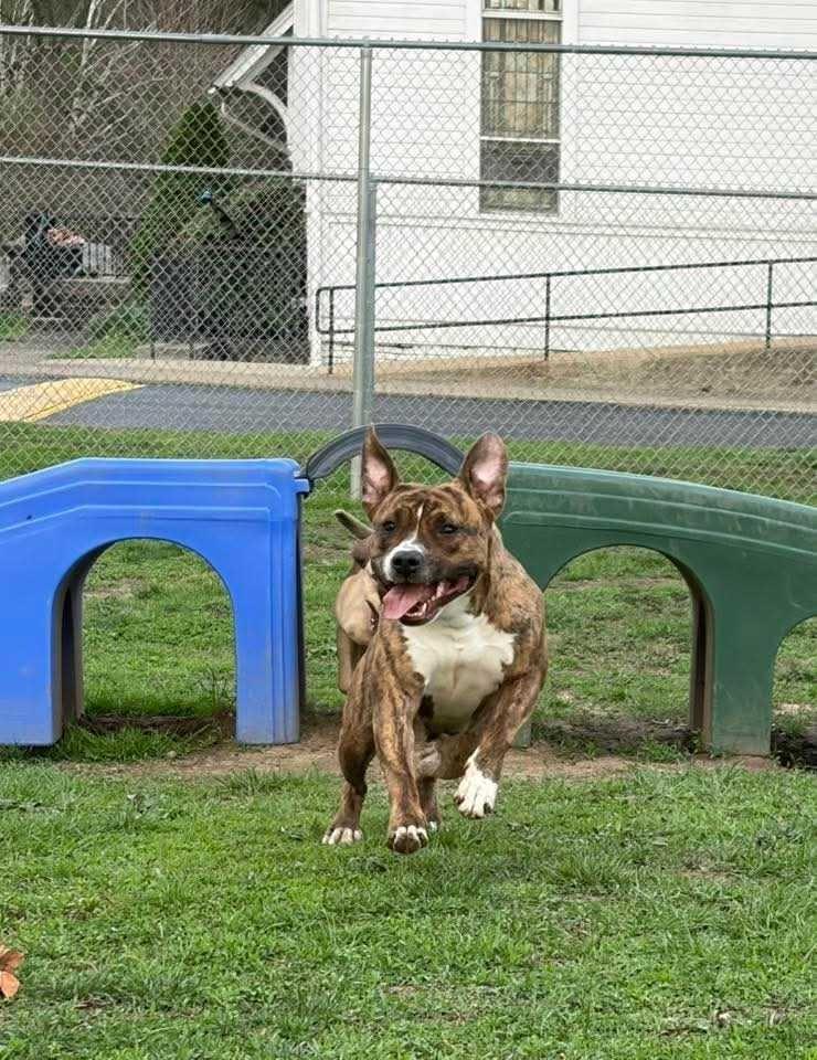 Zinnia, Adoptable, Adult Female Terrier.