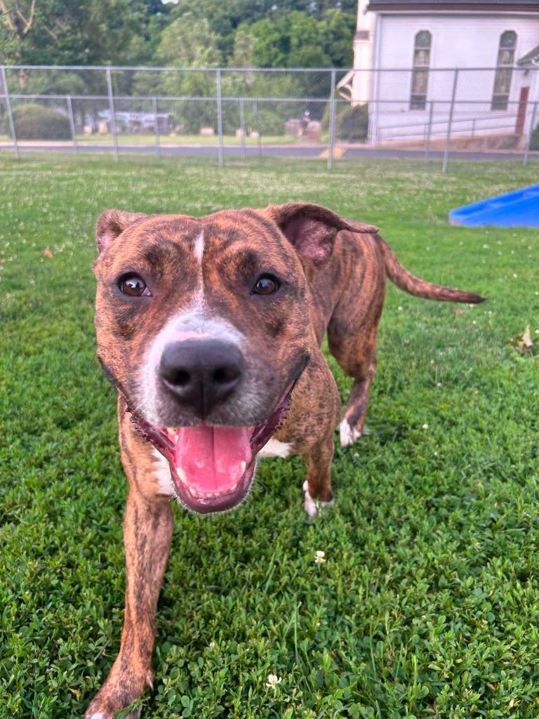 Zinnia, a Adoptable mixed breed in New Kensington, PA image 1/6