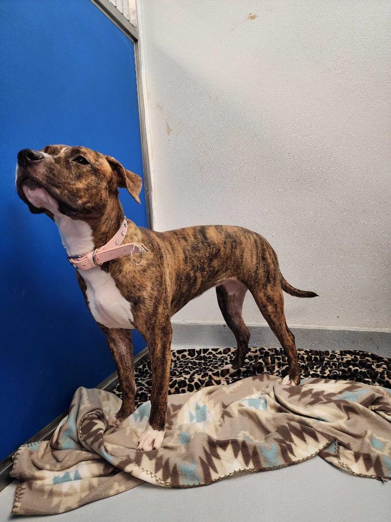 Enlarge Zinnia, a Adoptable mixed breed in New Kensington, PA image 2/6