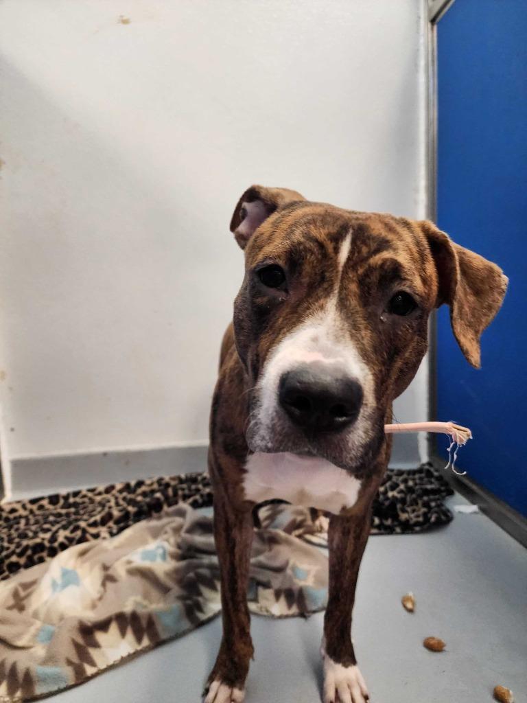 Enlarge Zinnia, a Adoptable mixed breed in New Kensington, PA image 3/6