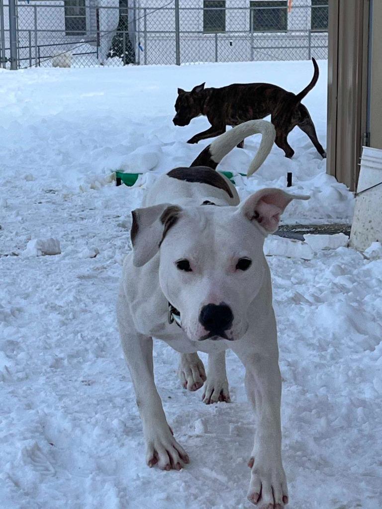 Enlarge Zinnia, a Adoptable mixed breed in New Kensington, PA image 4/6