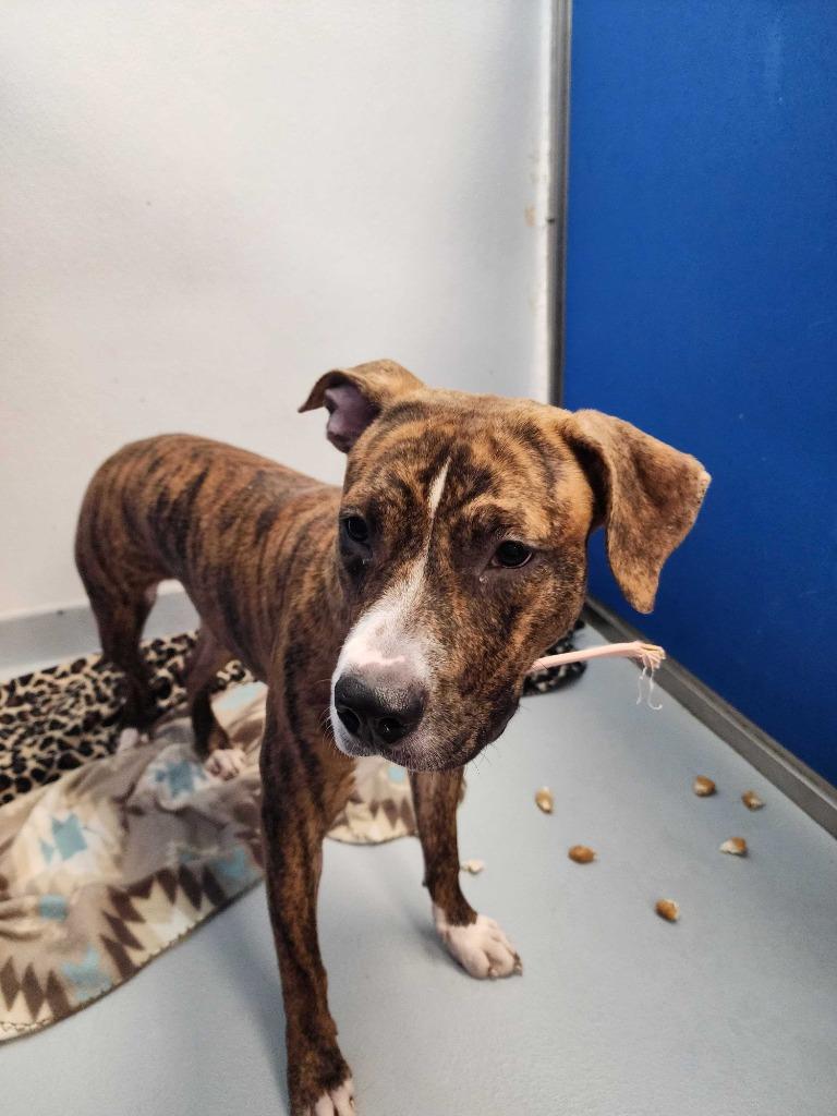 Enlarge Zinnia, a Adoptable mixed breed in New Kensington, PA image 5/6