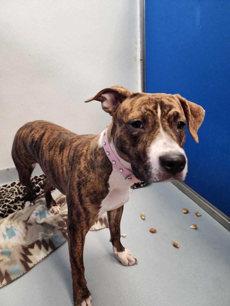 Enlarge Zinnia, a Adoptable mixed breed in New Kensington, PA image 6/6