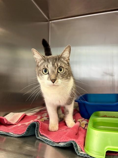 Enlarge PIPER, a Adoptable Domestic Short Hair in Killeen, TX image 1/1