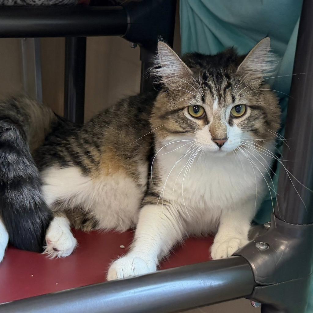 Quincy, Adoptable, Young Male Domestic Medium Hair.