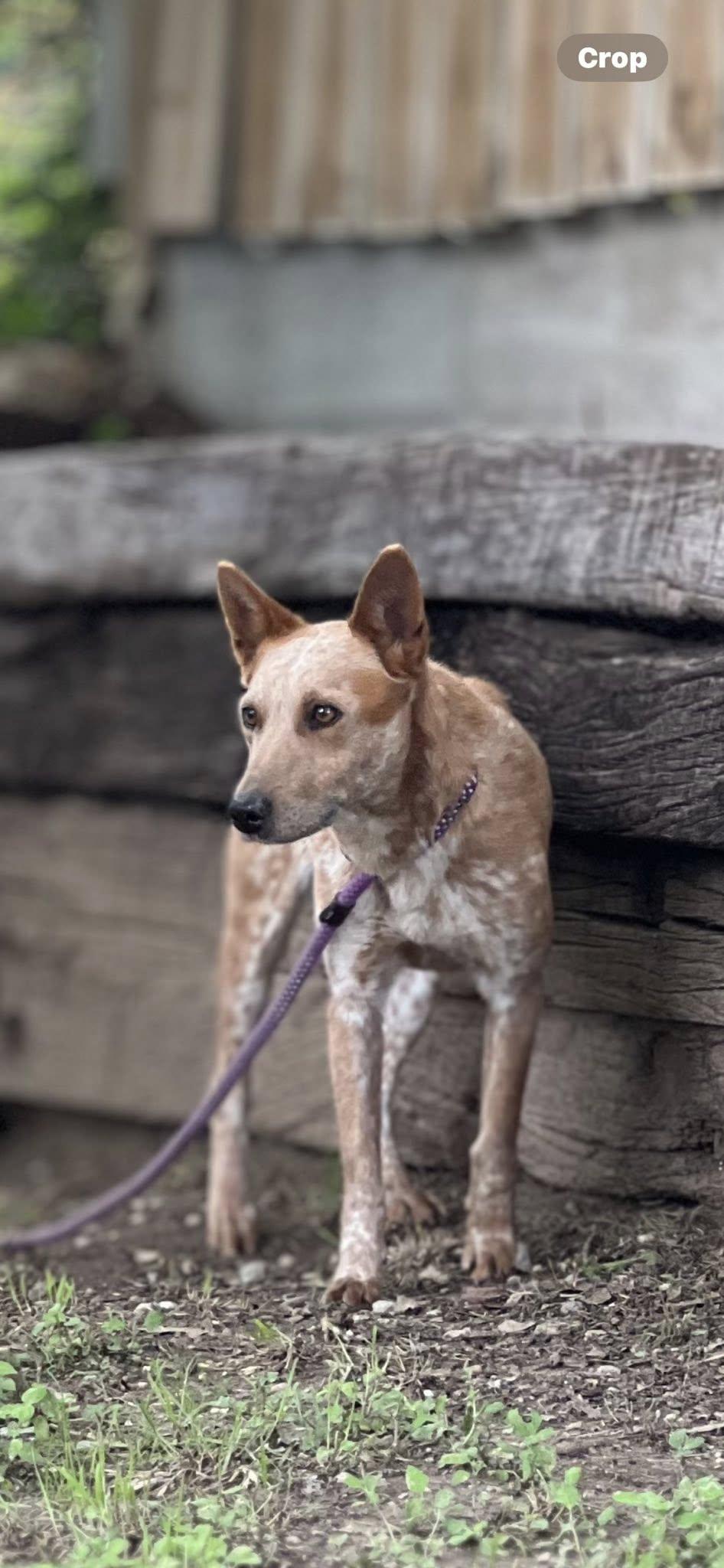 BAMBI, a Adopted Australian Cattle Dog / Blue Heeler in Weatherford, TX image 1/3