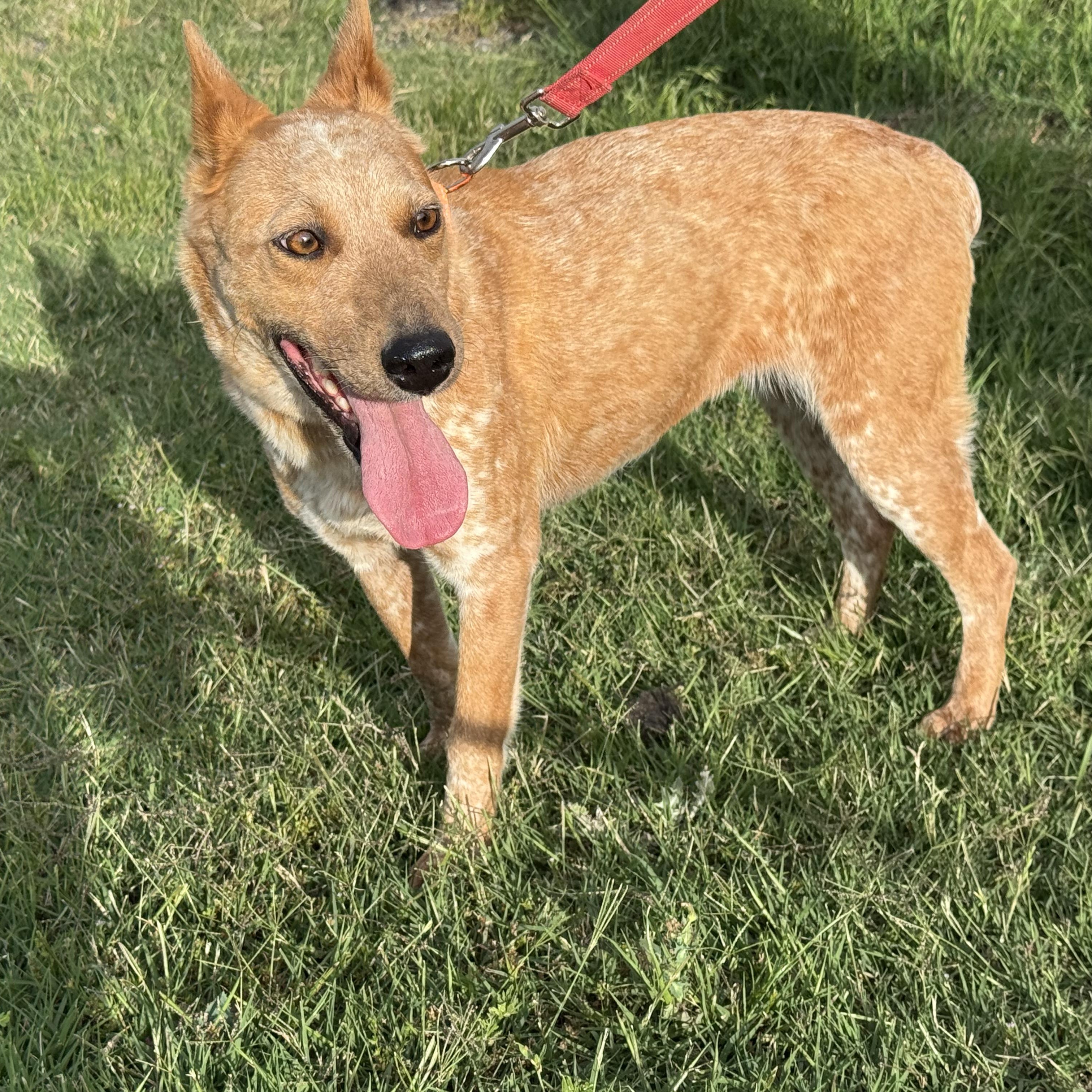 BAMBI, a Adopted Australian Cattle Dog / Blue Heeler in Weatherford, TX image 2/3
